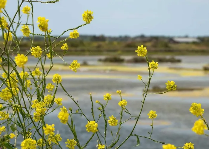Les Perouses Campsite Saint-Clement-des-Baleines